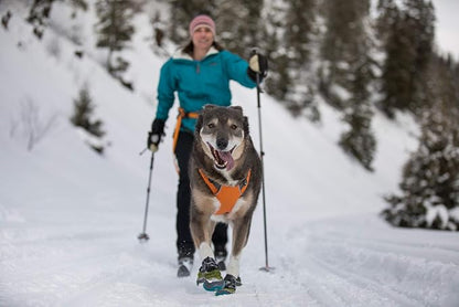 Ruffwear, Omnijore System for Dog Joring, Running, and Hiking with Harness, Hipbelt, Towline, and Water Bottle, Orange Poppy, Small