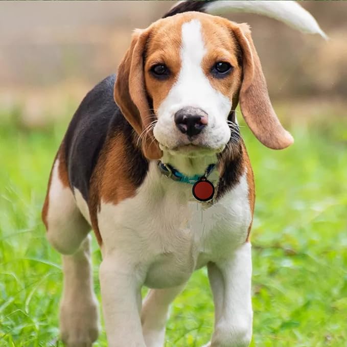 6 Pack Silicone Circle Dog tag Silencer Quiet Noisy pet tag Sleeve Round Personalized pet ID Tags Protector Lightweight pet tag Silencer with 6 Colors