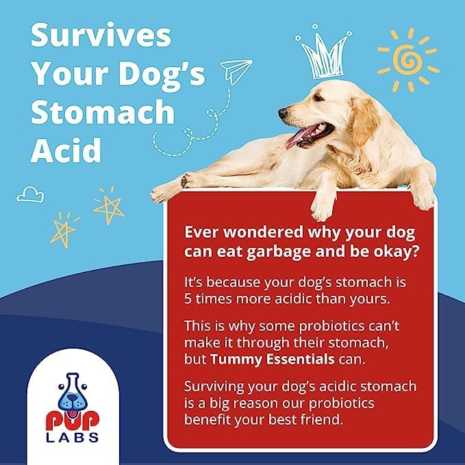Tummy Essentials Probiotics for Dogs - Eliminate Digestive Dysfunction - Supports Gut Health - Dog Probiotics Support a Happy and Active Life - Made for All Dogs and in The USA, 30 Chews