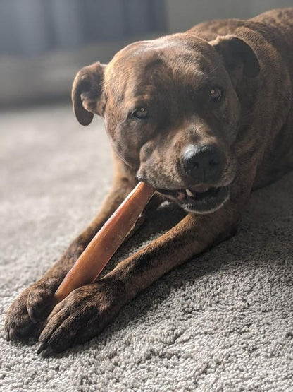 Devil Dog Pet Co Premium Bully Sticks for Dogs Pizzle Dog Chews - from 100% Grass-Fed, Free-Range Cattle - USA Veteran Owned (Thick, 12 Inch - 1 Pack)