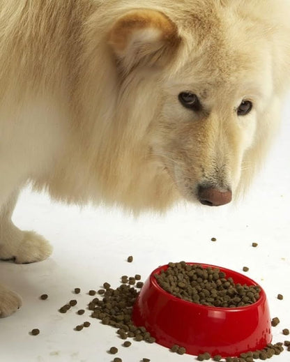 Evanger's Super Premium Chicken with Brown Rice Dry Dog Food