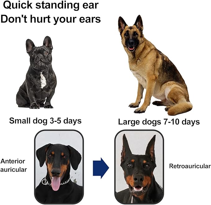 1 Pair Dog Ear Stand Sticker Up Support Tool, Dog Ear Fixed Correction Vertical Holder, Dog Ear Cover Ear Stand Up, Doberman Ear Posting Kit for Doberman Pinscher Dog(6 * 3cm)