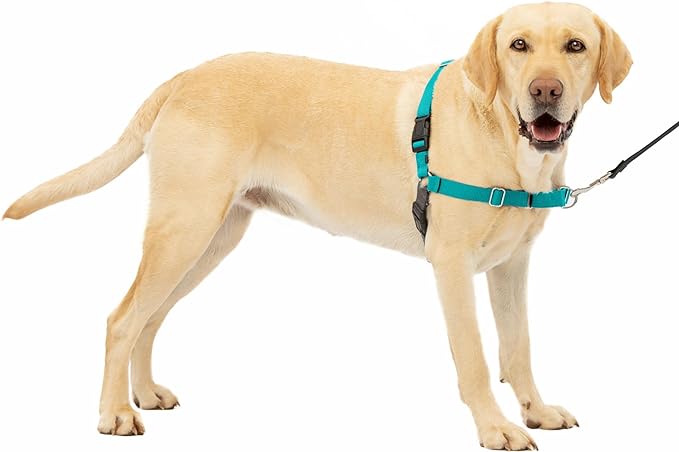 PetSafe Easy Walk No-Pull Dog Harness - The Ultimate Harness to Help Stop Pulling - Take Control & Teach Better Leash Manners - Helps Prevent Pets Pulling on Walks - Large, Teal