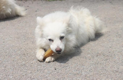 True Himalayan Yak Cheese Dog Chews Long Lasting Odor Free Dental Chews for Dogs, Natural Cheesy Dog Bones for Aggressive Chewers, Healthy Dog Treats (Large, 4, Count)