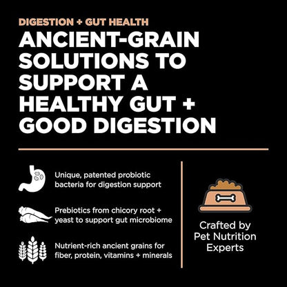 GO! SOLUTIONS Digestion + Gut Health Salmon Recipe with Ancient Grains for Dogs, 22 lb Bag - Dry Food for All Life Stages, Including Puppies, Adult and Senior Dogs