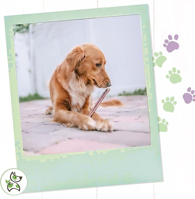 Gnaws Nature Bully Sticks for Dogs - Premium Natural Beef Dental Bones - Long Lasting Dog Chew Treats for Aggressive Chewers - Rawhide Free - Mixed Thickness 11-12