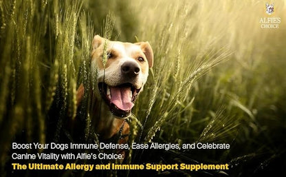 ALFIE'S CHOICE Dog Allergy Relief Chews - Allergy & Itch Relief Dogs Support Supplement, Probiotic Blend with Salmon Oil & Turmeric - Chicken Flavor Dog Allergy Chews Itchy Skin, 12 oz, Appx 160 Count