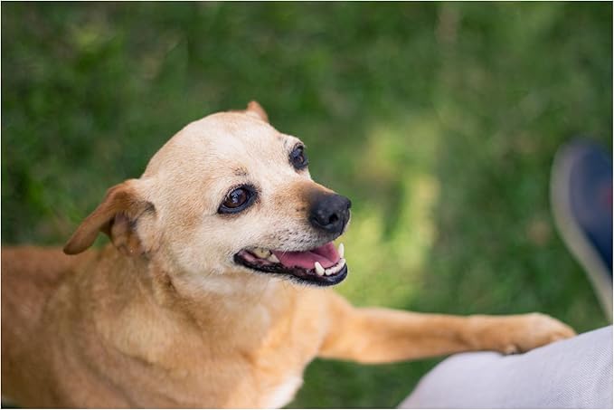 Wipes, 100% Natural Plant-Based Hypoallergenic Pet Grooming Wipes
