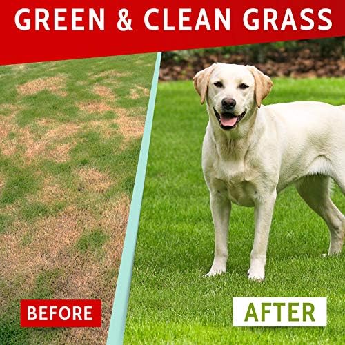 Green Lawn Chews for Dogs - Green Grass Chews - Urine Neutralizer Grass Burn Spots - Lawn Burn from Dog Urine - Probiotics & Enzymes - Made in USA - Bacon Flavor - 240 Lawn Saver Chews