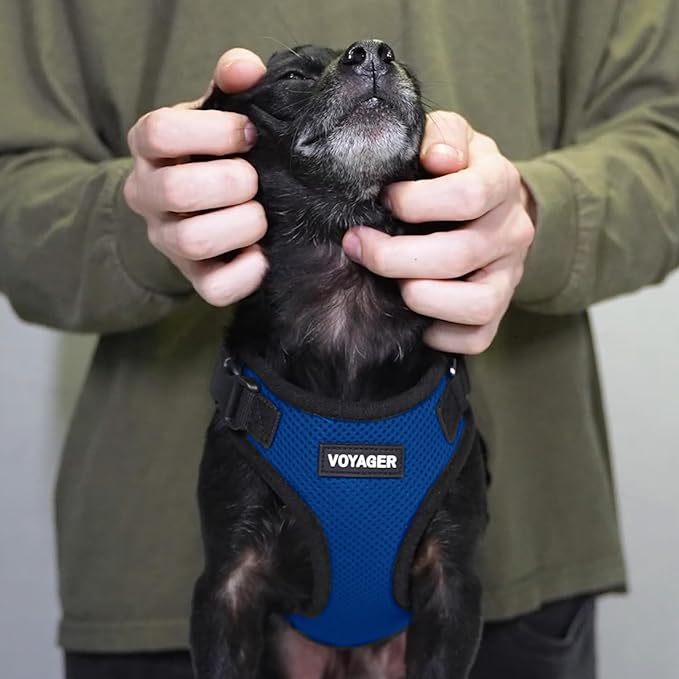 Voyager Step-in Lock Dog Harness w Reflective Dog Leash Combo Set with Neoprene Handle 5ft - Supports Small, Medium and Large Breed Puppies/Cats by Best Pet Supplies - Royal Blue/Black Trim, XS