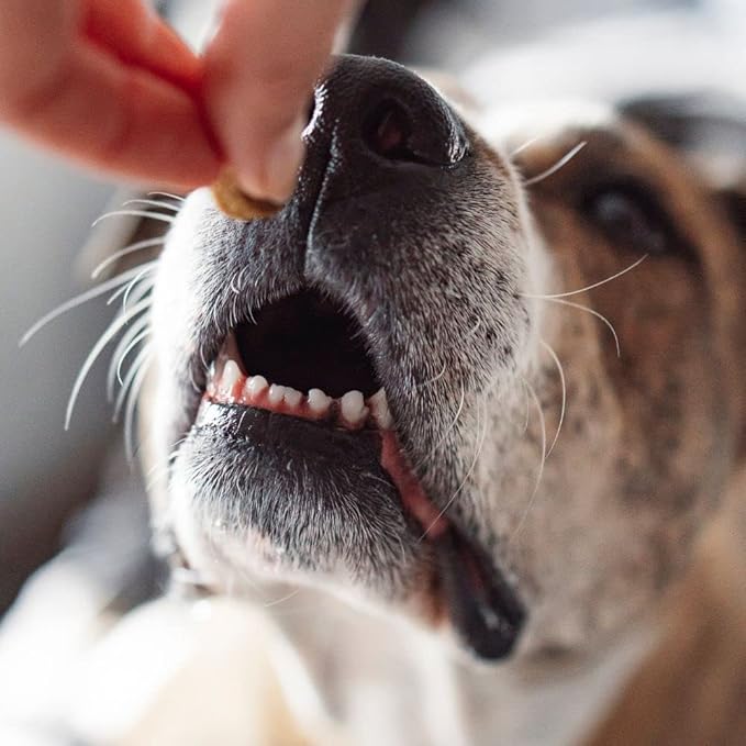 Wellness CORE Grain Free Dog Treats - 2 Flavor Variety Bundle: (1) Each: Healthy Joints Beef Chewy Baked, Power Packed Beef Venison Chewy Jerky (4-8 Ounces)