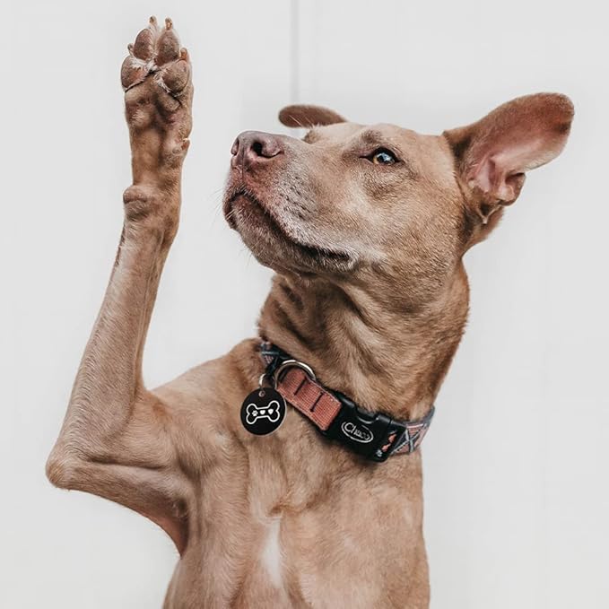 MYLUCKYTAG Stainless Steel QR Code Pet ID Tags Dog Tags - Pet Online Profile - Scan QR Receive Instant Pet Location Alert Email
