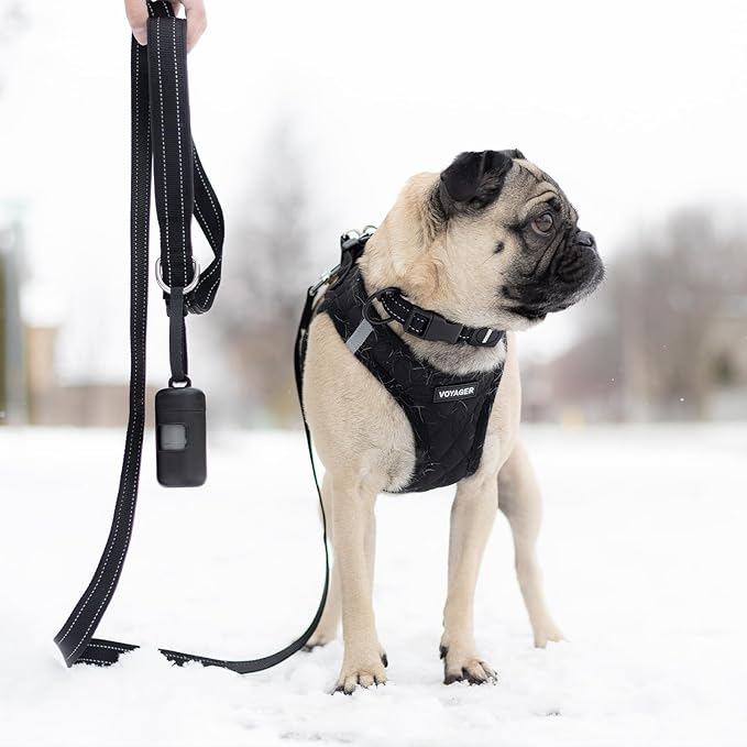 Voyager Reflective Dog Leash with Neoprene Handle, 5ft Long, Supports Small, Medium, and Large Breed Puppies, Cute and Heavy Duty for Walking, Running, and Training - Black (Leash), M