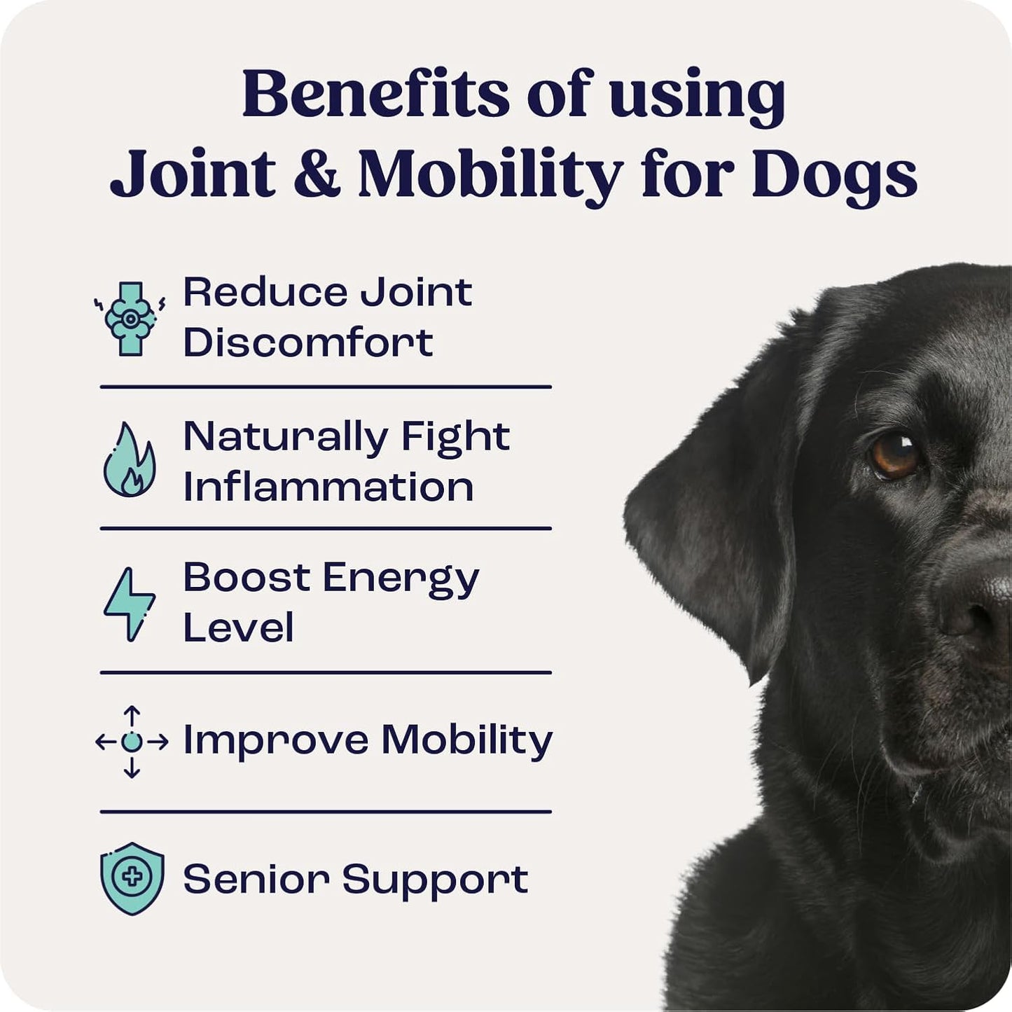 Summit Animal Lift Canine Pain Relief Health Supplement - Inflammation Hip & Joint Support Vitamin, All Natural Liquid Chrondroitin with Liposomal Delivery for Arthritis (Large Dogs Over 75lbs)