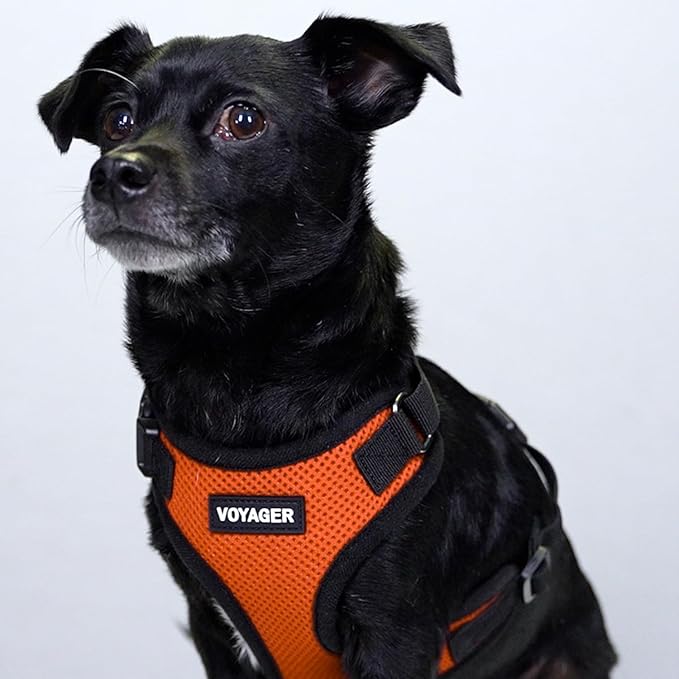 Voyager Step-in Lock Dog Harness w Reflective Dog Leash Combo Set with Neoprene Handle 5ft - Supports Small, Medium and Large Breed Puppies/Cats by Best Pet Supplies - Orange/Black Trim, XS