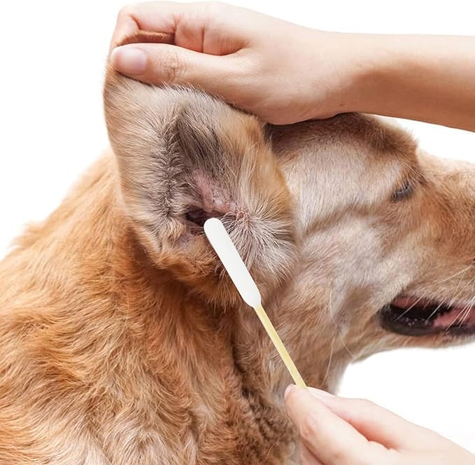 Long Qtips,500pcs-4.7 Inch,Dog Qtips,Dog Ear Swabs, Ear Cleaner for Dogs,Dog Ear Cleaning, Pet Ear Cleaner,Dog Cotton Swabs,Long Cotton Swabs for Dogs and Pets