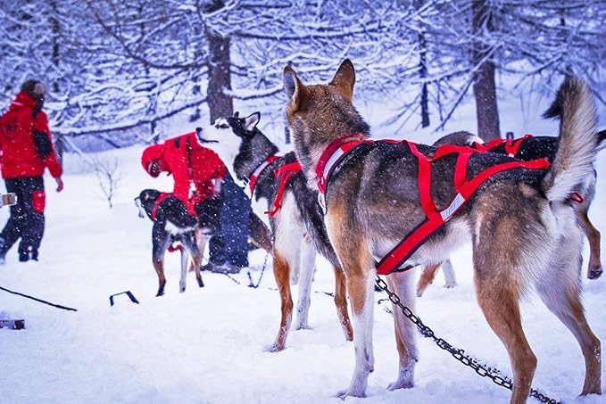 Neewa X-Back Racing Harness - Medium/Large, Red | High-Performance, Reflective Gear for Slim, Long-Bodied Dogs | Suitable for Canicross, Skijoring | Neck 16in, Chest 30in, Back 24in