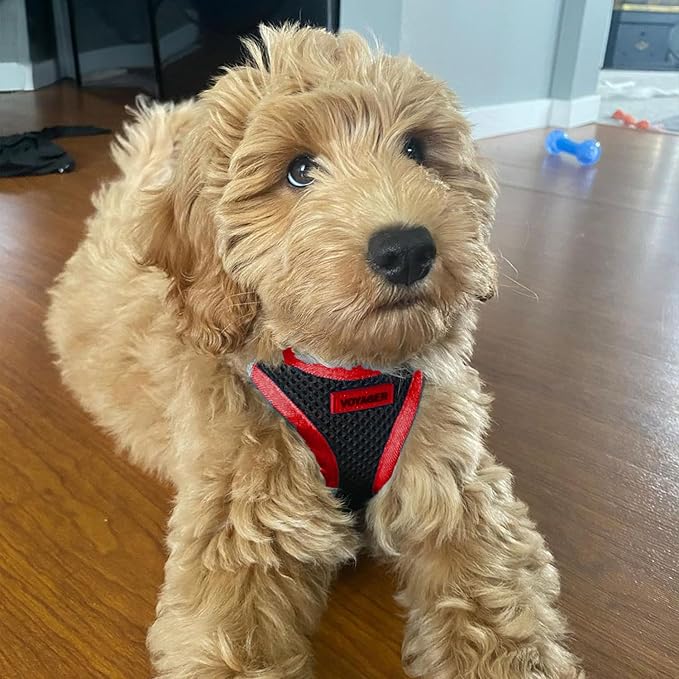 Voyager Step-In Air Dog Harness - All Weather Mesh Step in Vest Harness for Small and Medium Dogs by Best Pet Supplies - Red Trim, Small