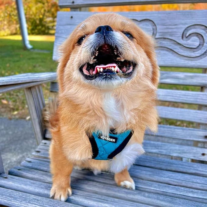 Voyager Step-In Plush Dog Harness – Soft Plush, Step In Vest Harness for Small and Medium Dogs by Best Pet Supplies - Harness (Turquoise Plush), XS (Chest: 13 - 14.5")