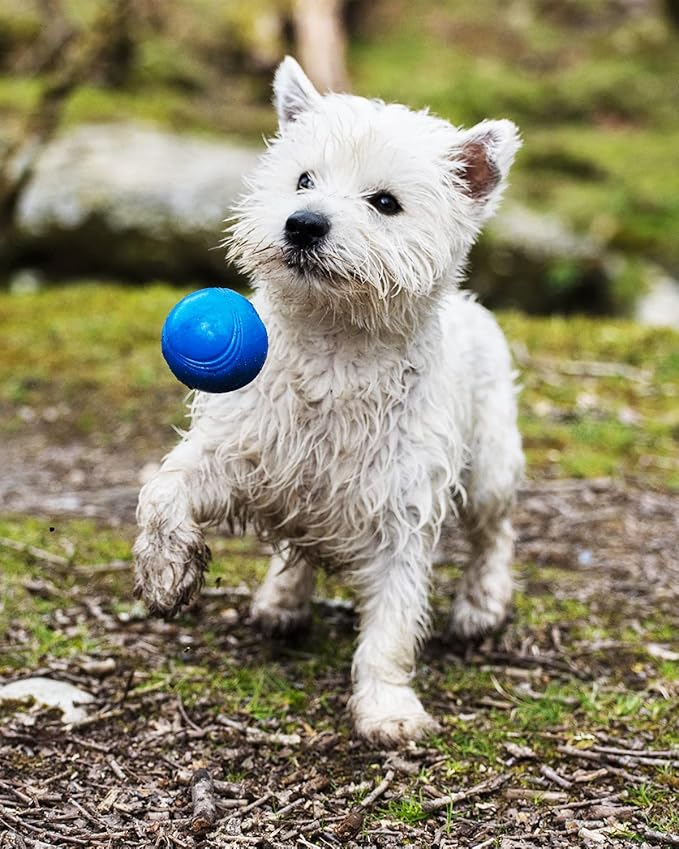 Chuckit! Crunch Ball Dog Toy, Medium (Pack of 2)