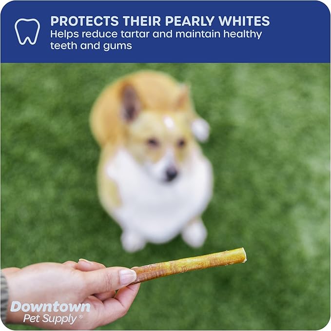 Downtown Pet Supply Thin Junior Bully Sticks (12" - 1/2 LB) - Bully Sticks for Small Dogs and Puppies- Single Ingredient Long Lasting Dog Dental Treats - Alternative to Chew Bones