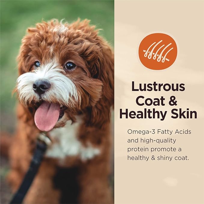 Wellness CORE Digestive Health Lamb Grain Free Wet Dog Food, 13 Ounce (Pack of 12)