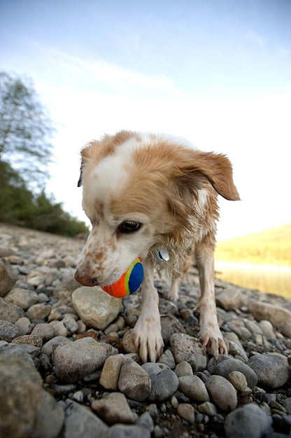 Chuckit! The Whistler Ball Dog Toy, Medium (2.5 Inch Diameter) for Dogs 20-60 lbs, Pack of 2, Multicolor