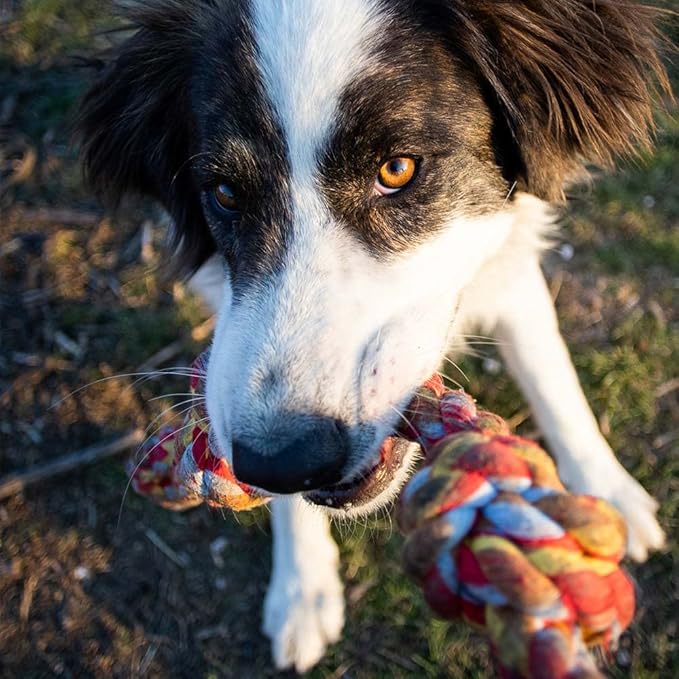 Old Mother Hubbard Soft & Tasty Chewy Mini Dog Treats 2 Flavor Variety - (1) Each: Beef Sweet Potato, Pleas'n P.B. Bacon (8 Ounces) - Plus Rope Toy and Fun Animal Facts Booklet Bundle