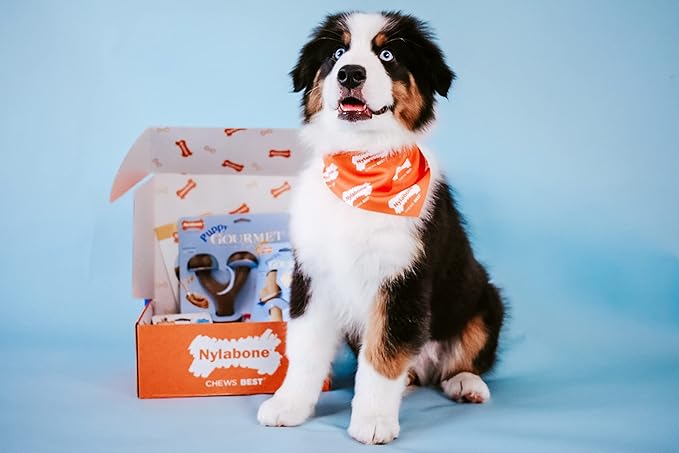 Nylabone Puppy Gourmet Style Strong Chew Toy Bacon, Peanut Butter Small/Regular (2 Count)