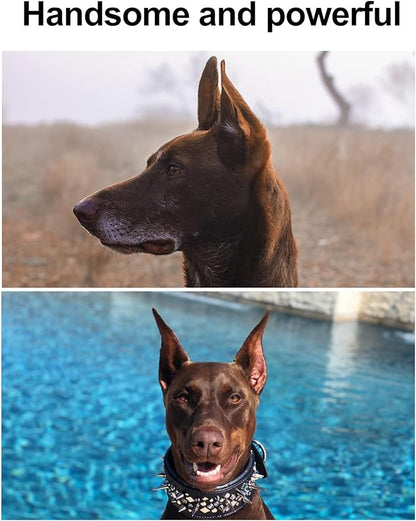 1 Pair Dog Ear Stand Sticker Up Support Tool, Dog Ear Fixed Correction Vertical Holder, Dog Ear Cover Ear Stand Up, Doberman Ear Posting Kit for Doberman Pinscher Dog(6 * 3cm)