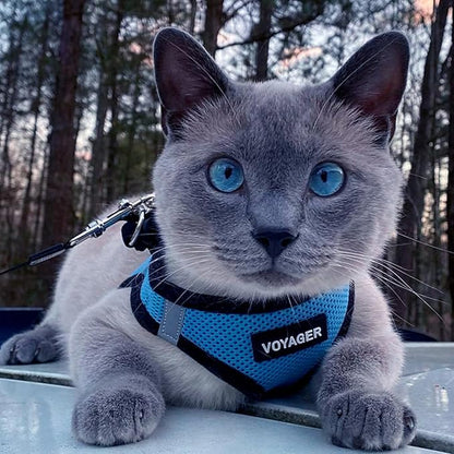 Voyager Step-In Air Dog Harness - All Weather Mesh Step in Vest Harness for Small and Medium Dogs by Best Pet Supplies - Baby Blue Base, L