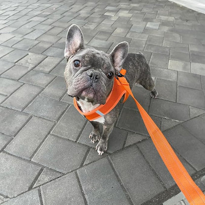 Voyager Reflective Dog Leash with Neoprene Handle, 5ft Long, Supports Small, Medium, and Large Breed Puppies, Cute and Heavy Duty for Walking, Running, and Training - Orange (Leash), L
