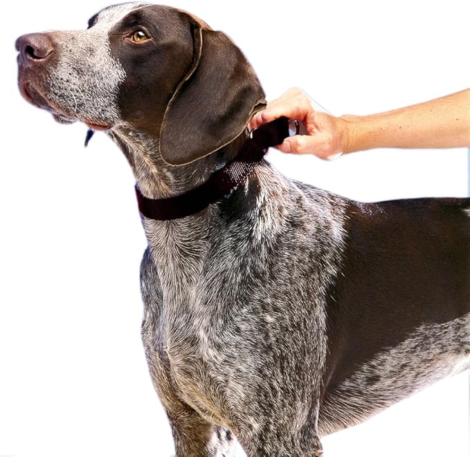 PetSafe Adjustable Martingale Collar - Only Tightens When Dogs Pull, Prevents Slipping Out - Helps with Strong Pullers, Increased Control - Alternative to Choke Collar - 1", Medium, Black