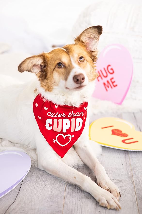 Pearhead Holiday Pet Bandana, Valentine's Day Outfit for Pets, Slide-On Bandana, Dog or Cat Apparel Accessory, Cuter Than Cupid, Small/Medium, S/M