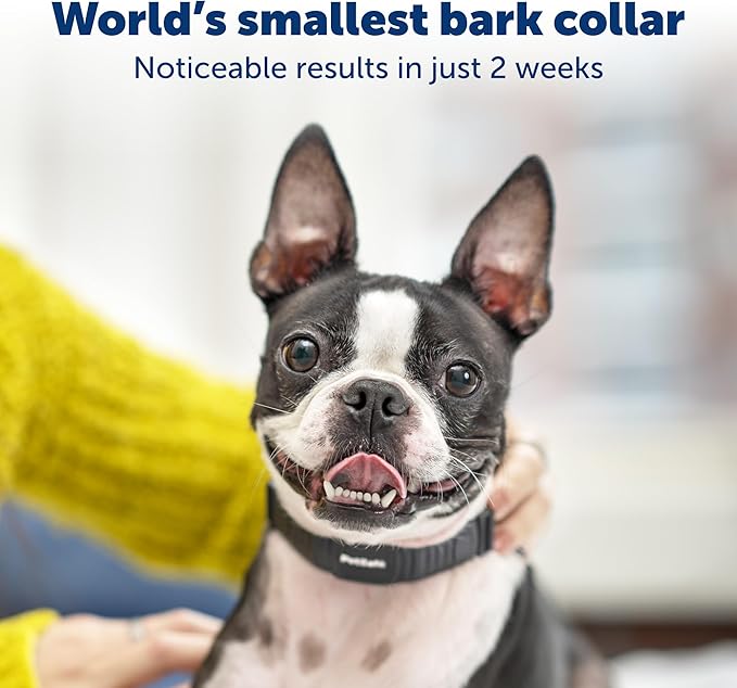PetSafe NanoBark Collar - World's Smallest Bark Collar for Small Dogs, 10 Levels of Static Stimulation, Waterproof and Rechargeable Anti-Bark Training, Comfortable and Low-Profile Design