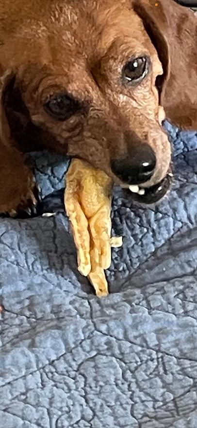 4 Leg Delights Dehydrated Chicken feet for Dogs & Pets (20 Pack) Declawed No Nails USA made. 100% All-natural single ingredient.
