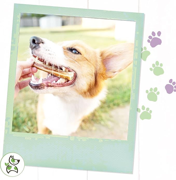 Nature Gnaws Bully Sticks for Dogs - Premium Natural Beef Dental Bones - Long Lasting Dog Chew Treats for Aggressive Chewers - Rawhide Free - 5-6 Inch