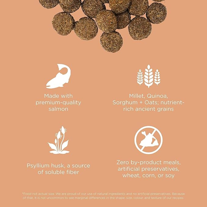 GO! SOLUTIONS Digestion + Gut Health Salmon Recipe with Ancient Grains for Dogs, 22 lb Bag - Dry Food for All Life Stages, Including Puppies, Adult and Senior Dogs