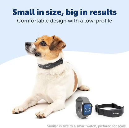 PetSafe NanoBark Collar - World's Smallest Bark Collar for Small Dogs, 10 Levels of Static Stimulation, Waterproof and Rechargeable Anti-Bark Training, Comfortable and Low-Profile Design