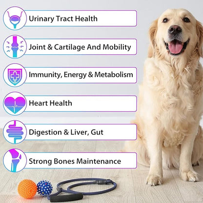 15 in 1 Dog Multivitamin Drops for Dogs - Dog Vitamins & Supplements Natural Dog Multivitamins and Minerals - Glucosamine, MSM for Skin & Coat, Heart Health, Bones, Joint, Immune System Support