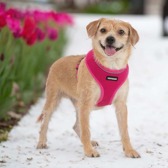 Aerolite No Pull Mesh Dog Harness with Lightweight, Soft, Breathable Chest Coverage, Reflective Stitching, and Adjustable Straps for Walking, Running, Training, Heavy Duty and Durable - Fuchsia, XL