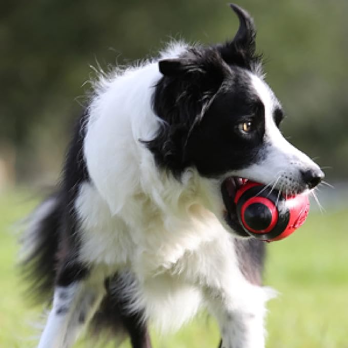Nerf Dog Rubber Football Dog Toy with Interactive Squeaker, Lightweight, Durable and Water Resistant, 7 Inch Diameter for Medium/Large Breeds, Single Unit, Red
