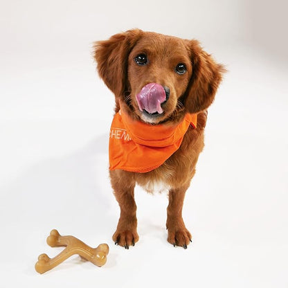 Nylabone Gourmet Style Strong Chew Wishbone Dog Chew Toy, Chicken Flavor, Small/Regular (1 Count)