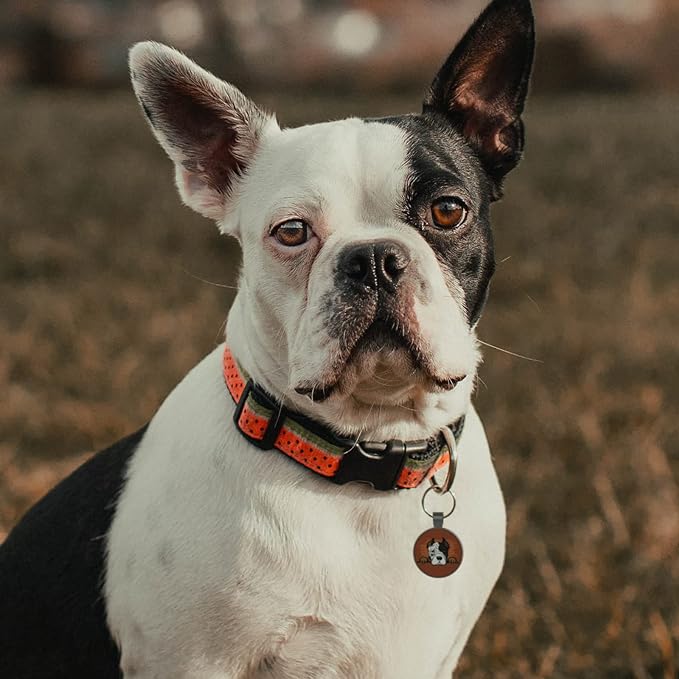 MYLUCKYTAG QR Code Pet ID Tags Dog Tags - Pet Online Profile - Scan QR Receive Instant Pet Location Alert Email