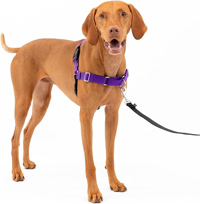 PetSafe Easy Walk Dog Harness - No Pull Dog Harness - Medium, Deep Purple