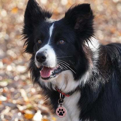 MYLUCKYTAG ID Tags Dog Tags - Pet Online Profile - Scan Receive Instant Location Alert Email