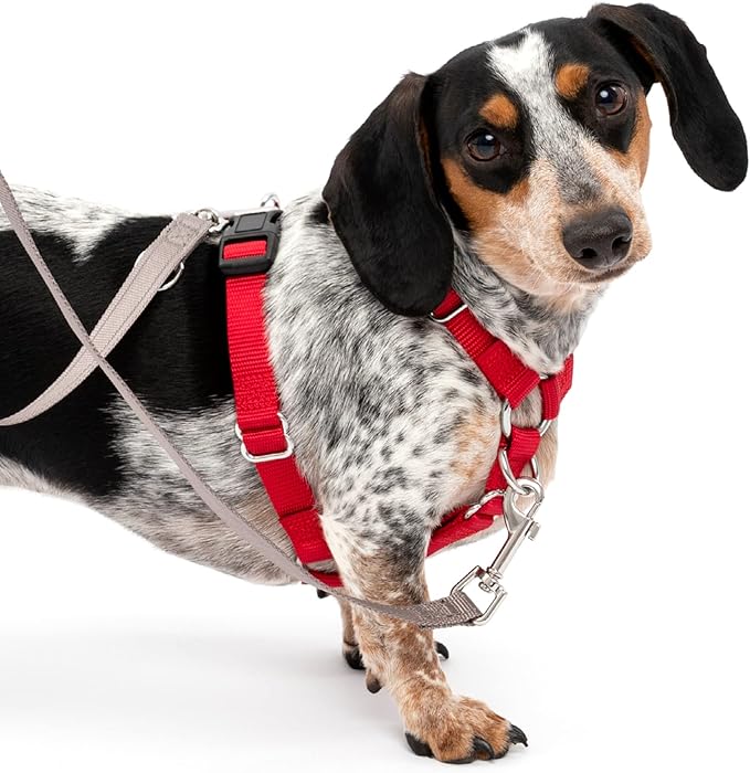 PetSafe Sure-Fit Harness – Five Point Adjustable Dog Harness – from The Makers of The Easy Walk Harness – Small, Red