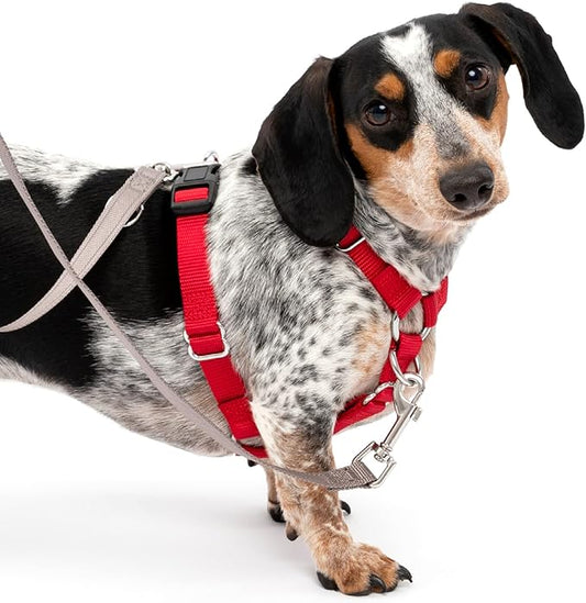 PetSafe Sure-Fit Harness – Five Point Adjustable Dog Harness – from The Makers of The Easy Walk Harness – Small, Red