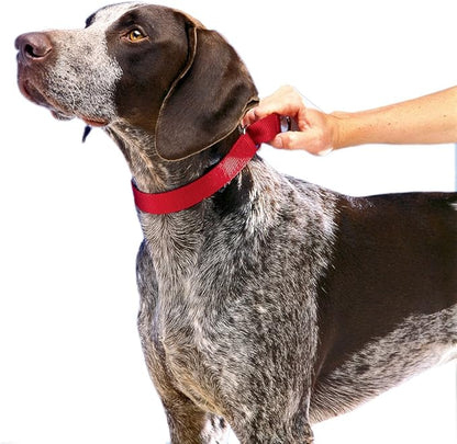 PetSafe Martingale Collar, 3/4" Medium, Red