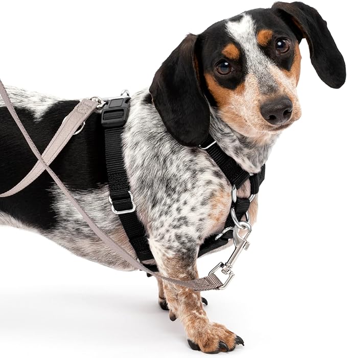 PetSafe Sure-Fit Harness – Five Point Adjustable Dog Harness – from The Makers of The Easy Walk Harness – Small, Black